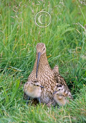 Common Curlew and Chicks DM1067